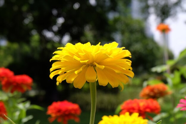 Bello fiore di zinnia di fioritura nel giardino.