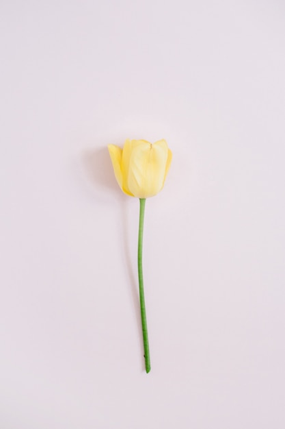 Bello fiore giallo del tulipano sul rosa