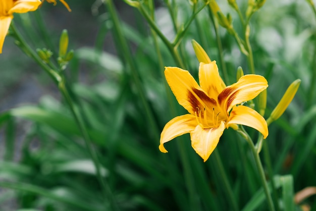 Bello fiore giallo dell'emerocallide di estate nel giardino