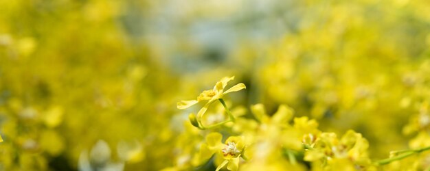 Bello fiore giallo dell'orchidea che fiorisce nel fondo floreale del giardino