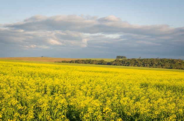 Bello fiore giallo della piantagione di colza