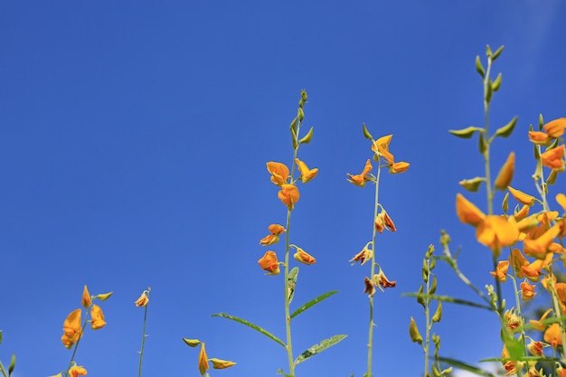 Bello fiore giallo Sunhemp contro la priorità bassa del cielo blu.