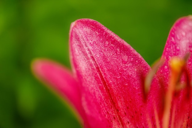 Bello fiore luminoso Primo piano macro della foto del giglio rosso