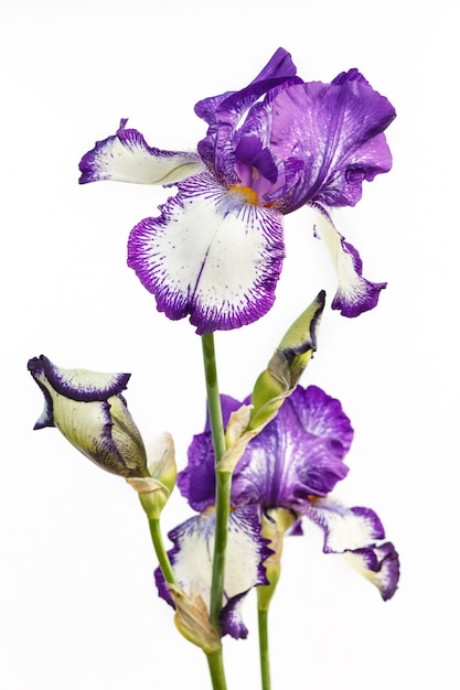 Bello fiore multicolore dell&#39;iride isolato nel bianco.