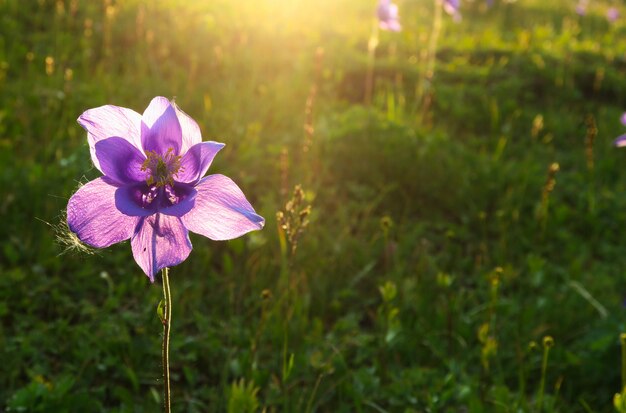 Bello fiore porpora di aquilegia nei raggi del sole