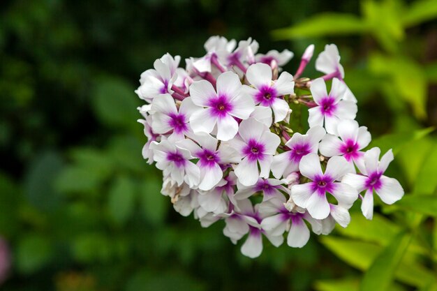 Bello fiore reale bianco e rosa fresco del flox del primo piano