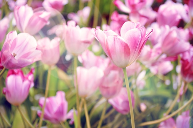 Bello fiore rosa-chiaro del tulipano con il fondo di luce solare.