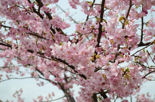 Bello fiore rosa del fiore di ciliegia (Sakura) in piena fioritura nel Giappone