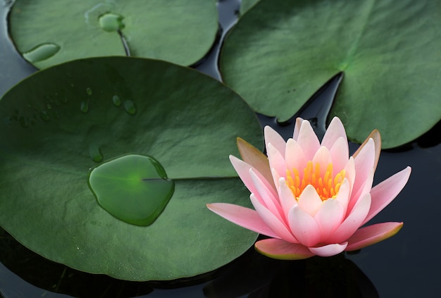 Bello fiore rosa del fiore di loto nello stagno