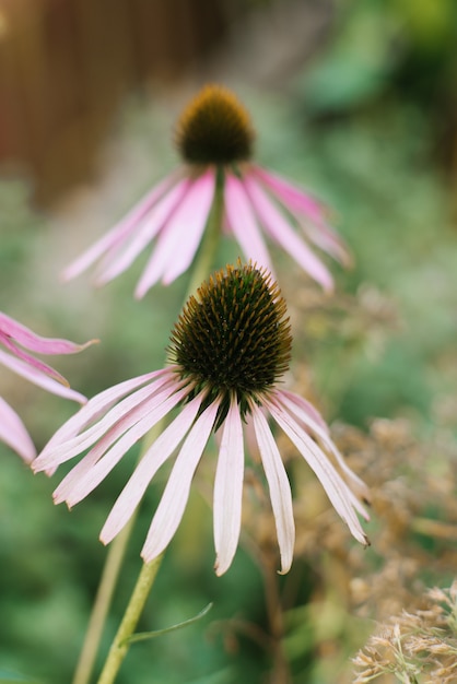 Bello fiore rosa dell'echinacea nel giardino di estate