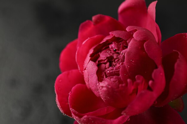 Bello fiore rosa della peonia con le gocce di acqua contro fondo scuro