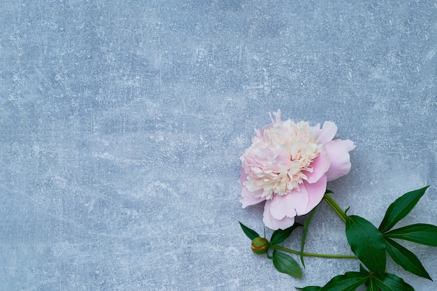 Bello fiore rosa della peonia su fondo grigio. Copia spazio, vista dall'alto.