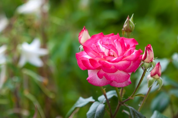 Bello fiore rosa rosso e bianco