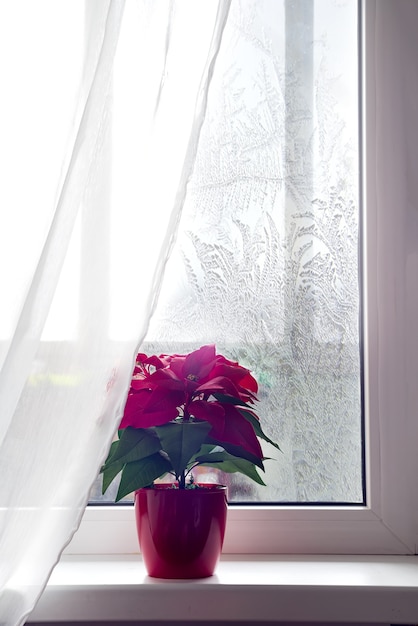 Bello fiore rosso Natale Poinsettia sulla finestra con una tenda bianca e luce naturale.