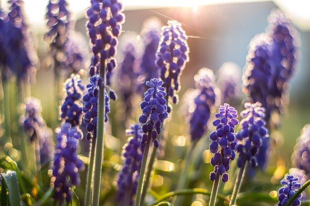 Bello fiore selvaggio porpora in sole di tramonto