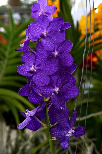 Bello fiore viola dell'orchidea di Vanda hookerriana nel giardino