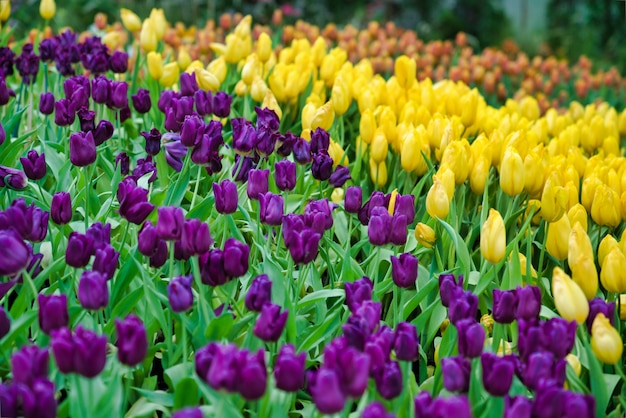 Bello fiore viola e giallo del tulipano. Il tulipano variopinto di fioritura fiorisce in giardino come fondo floreale