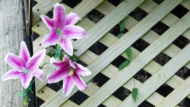 Bello fiore viola sulla priorità bassa di struttura in legno.