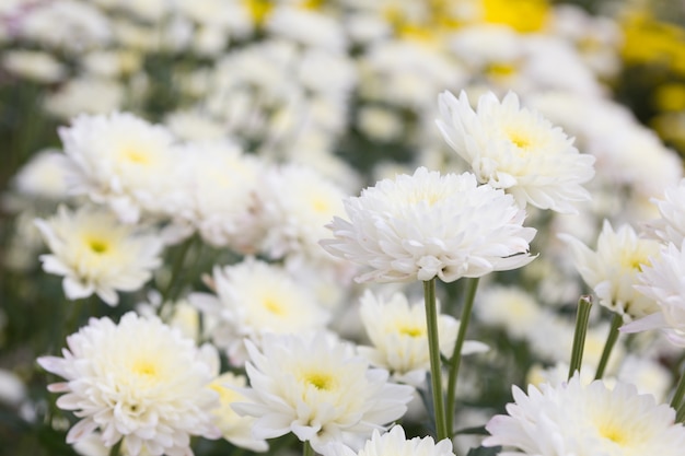 Bello fondo bianco del fiore del crisantemo