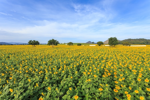 Bello fondo del cielo blu e del girasole in Tailandia