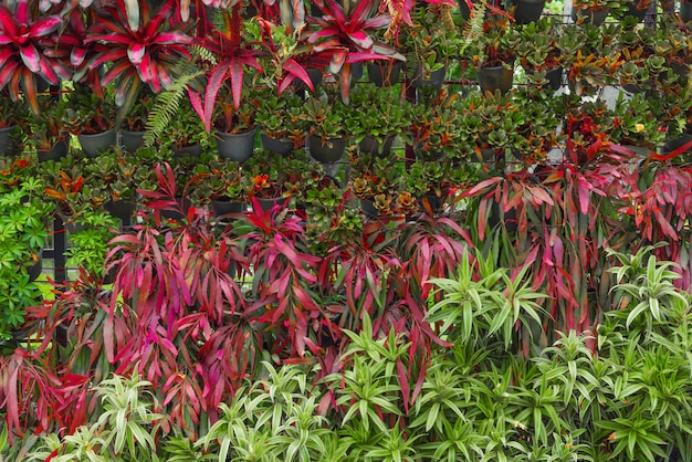 Bello fondo della natura del giardino verticale con la foglia verde tropicale