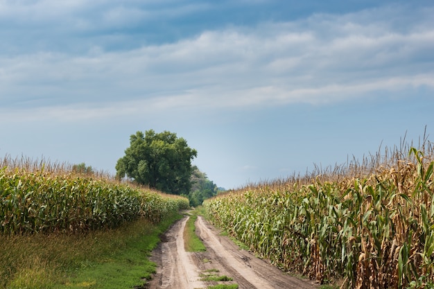 Bello fondo della natura del lavoro dei terreni agricoli del campo di mais giallo