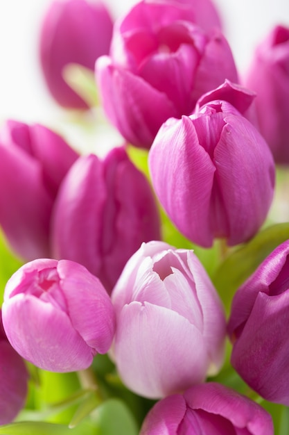 Bello fondo porpora dei fiori del tulipano