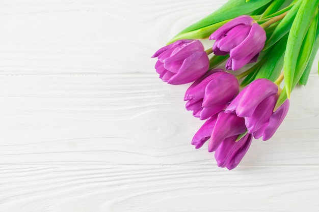 Bello fondo porpora fresco dei tulipani sul bordo bianco, carta di festa