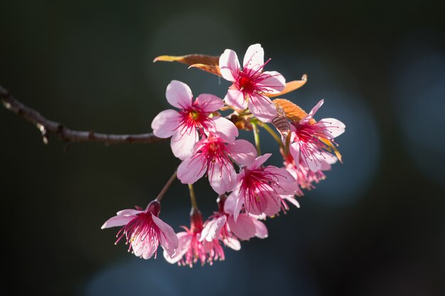 bello fondo rosa del fiore di cerasoides del Prunus