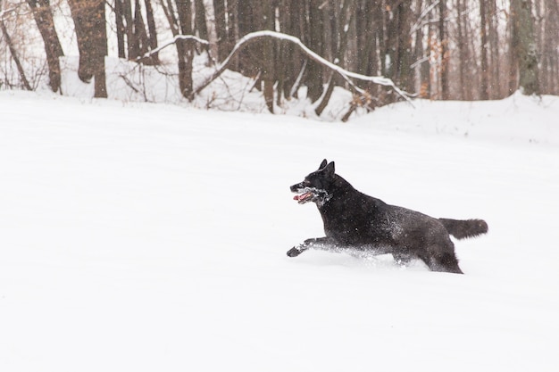 Bello funzionamento del cane nero sul campo nevoso nella foresta di inverno