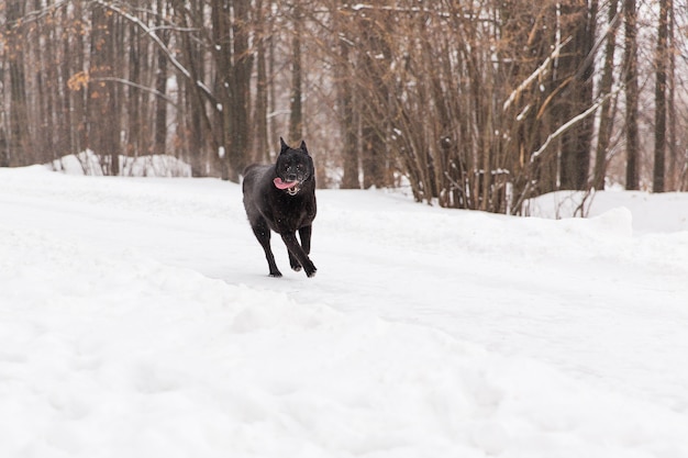 Bello funzionamento del cane nero sul campo nevoso nella foresta di inverno