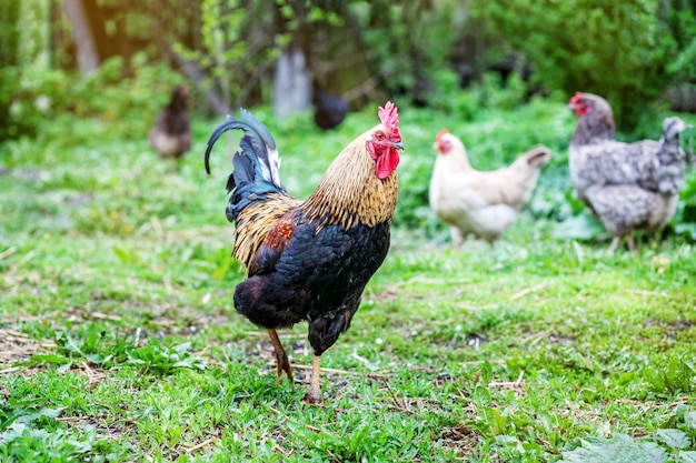 Bello galletto in buona salute che cammina sull&#39;erba verde. Uccello di concetto