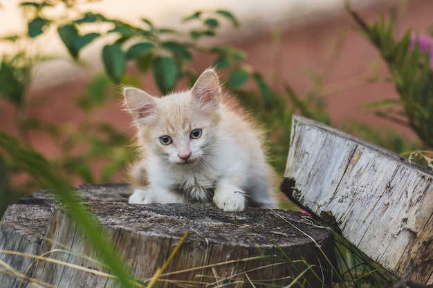 Bello gattino marrone sveglio che si siede nel giardino.