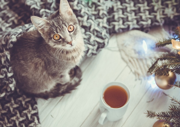 Bello gatto con una tazza di tè vicino all'albero di Natale