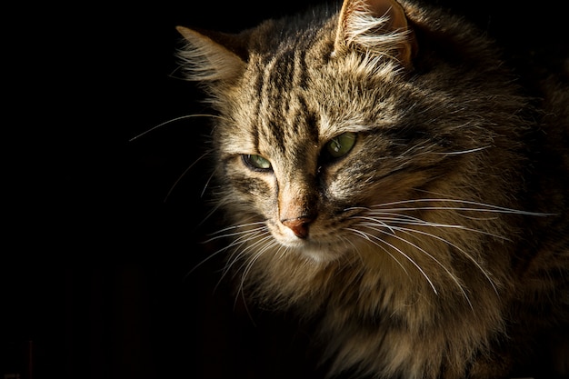 Bello gatto di tabby simile a pelliccia su una priorità bassa nera