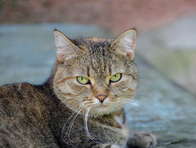 Bello gatto di via grigio all'aperto