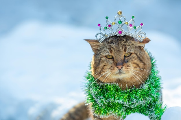 Bello gatto divertente con corona da portare e concetto di Natale del tinsel del partito verde