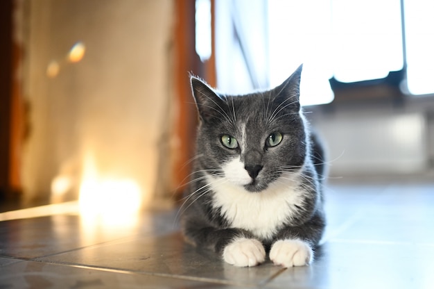 Bello gatto grigio con gli occhi verdi che si trovano su un pavimento su una priorità bassa vaga