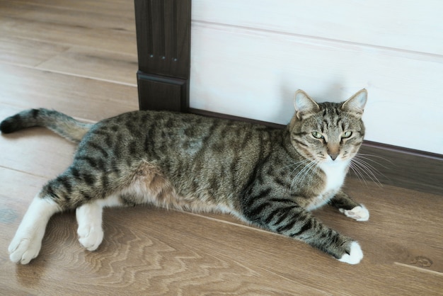 Bello gatto marrone che posa in un modo pacifico