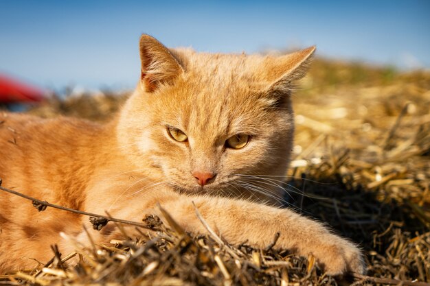 Bello gatto rosso lanuginoso che si trova sul primo piano del fienile