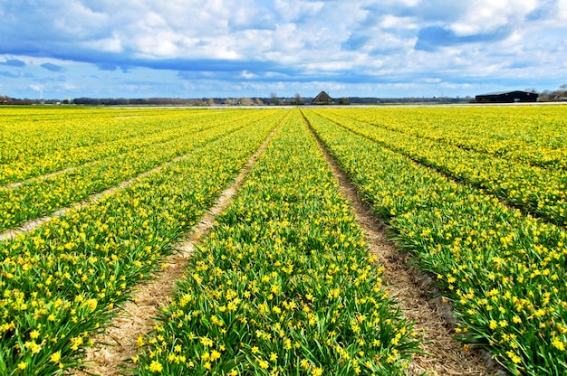 Bello giacimento giallo del narciso, molla nei Paesi Bassi