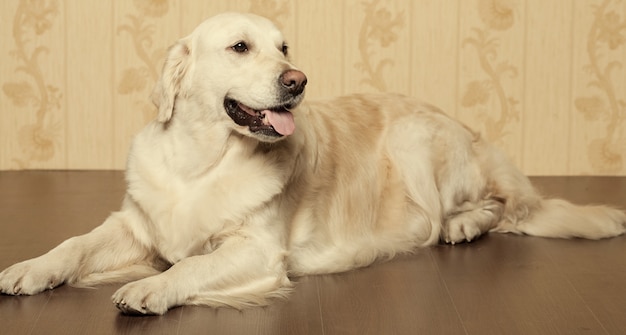 Bello giovane cane di golden retriever fotografato a casa