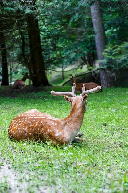 Bello giovane cervo marrone allo stato selvatico Cervi selvaggi fra gli alberi verdi