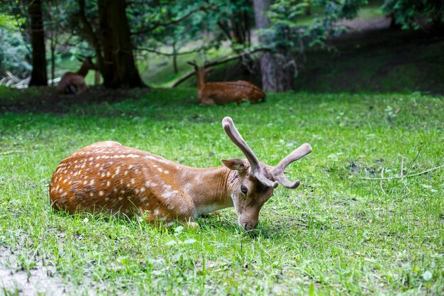 Bello giovane cervo marrone allo stato selvatico Cervi selvaggi fra gli alberi verdi