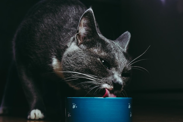 Bello giovane gatto grigio che mangia da una ciotola con piacere si chiuda