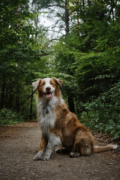 Bello giovane pastore australiano felice con la coda soffice che si siede sul sentiero nel bosco