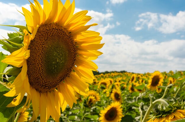 Bello girasole giallo nel campo contro il cielo blu con le nuvole bianche