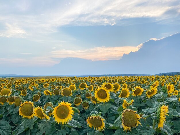 Bello girasole giallo su un primo piano del campo di girasoli