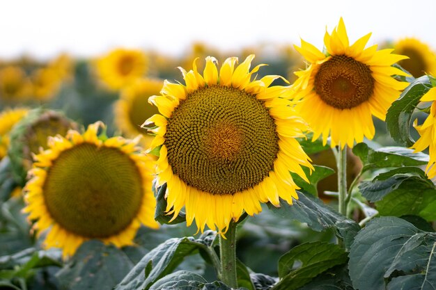 Bello girasole giallo su un primo piano del campo di girasoli