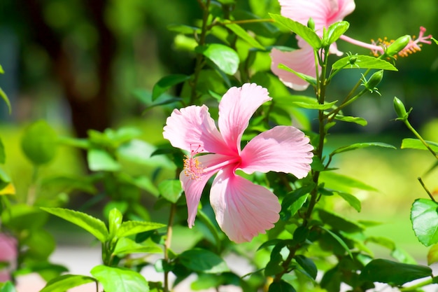 Bello hibiscus rosa sinensis con luce solare in giardino, fiori rosa.